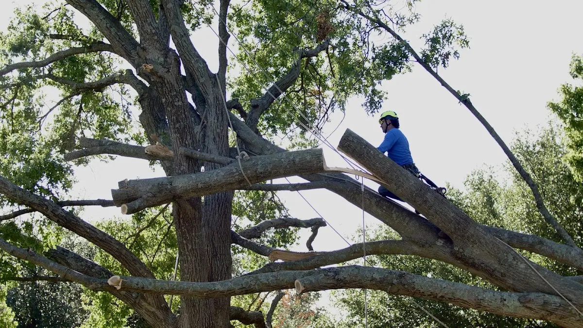 Professional Crown Thinning performed by certified arborists in Ottsville
