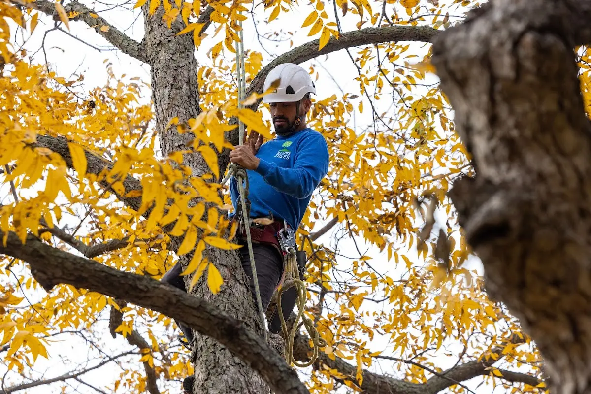Skilled Tree Pruning crew working in Ottsville